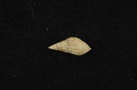 流紋蜷藏品圖，第1張